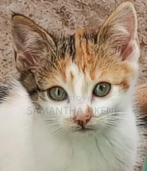 3-6 months Female Mixed Breed Tabby