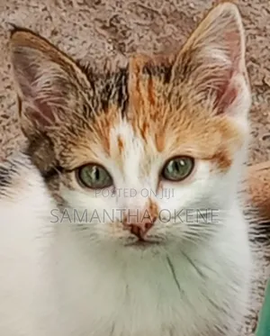 3-6 months Female Mixed Breed Tabby
