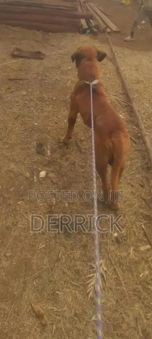 1+ year Male Purebred Boerboel