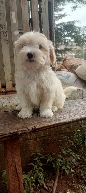1-3 months Male Purebred Maltese