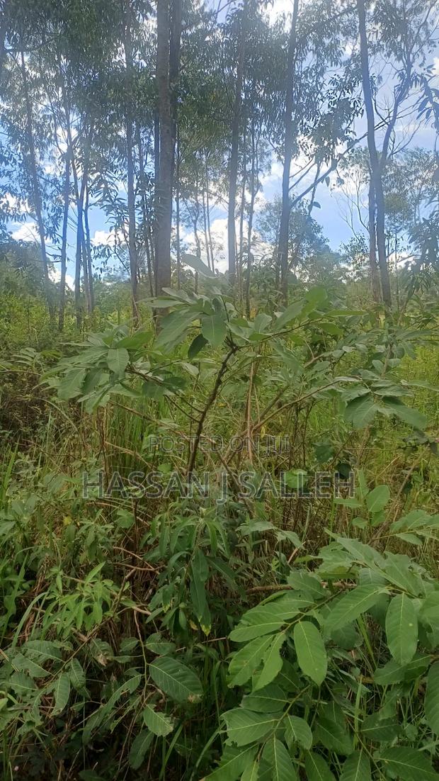 2acres Matungu - thumbnail 7