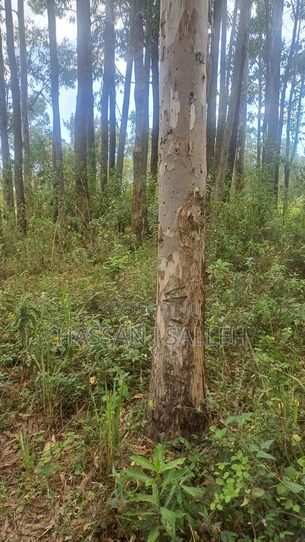 2acres Matungu - thumbnail 8