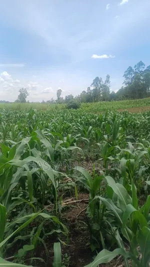 3acres Matungu on Sale