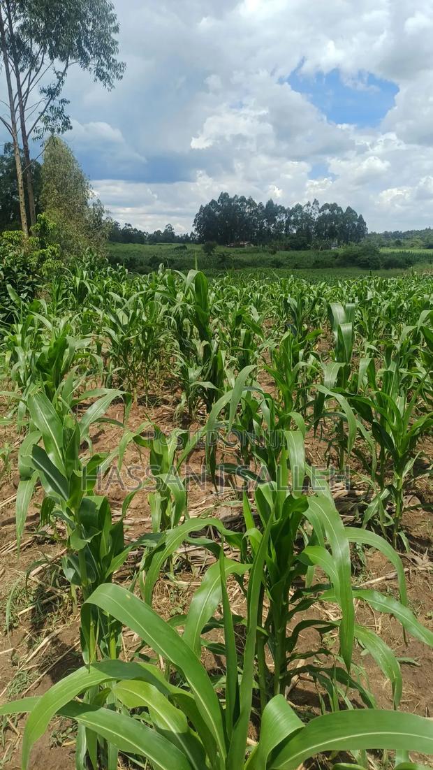 3acres Matungu on Sale - thumbnail 11