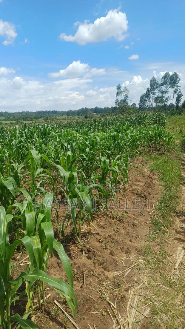 3acres Matungu on Sale - thumbnail 12