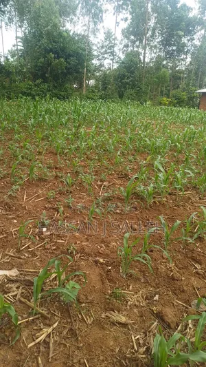 Makunga Plot 4 Sale