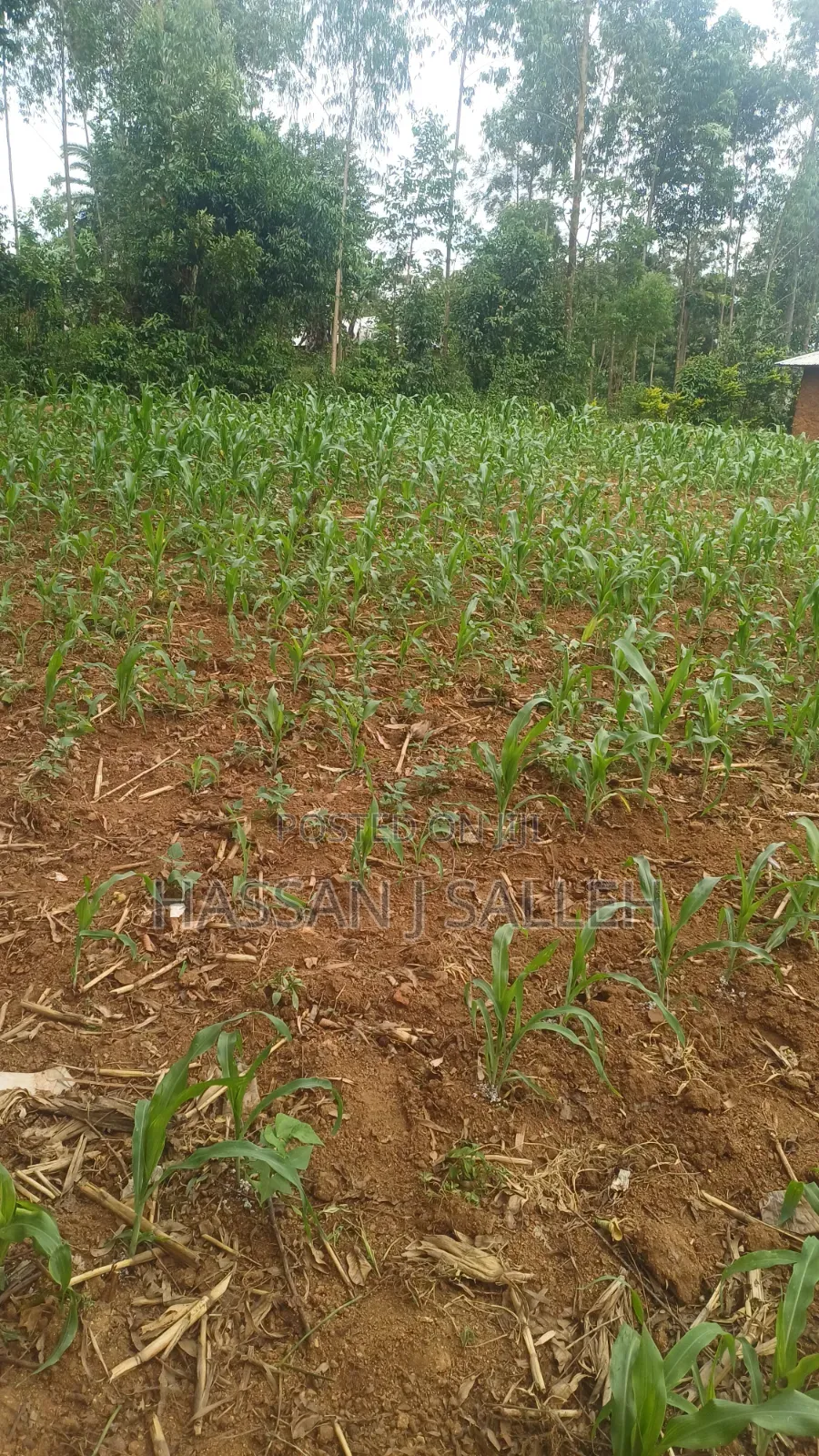 Makunga Plot 4 Sale