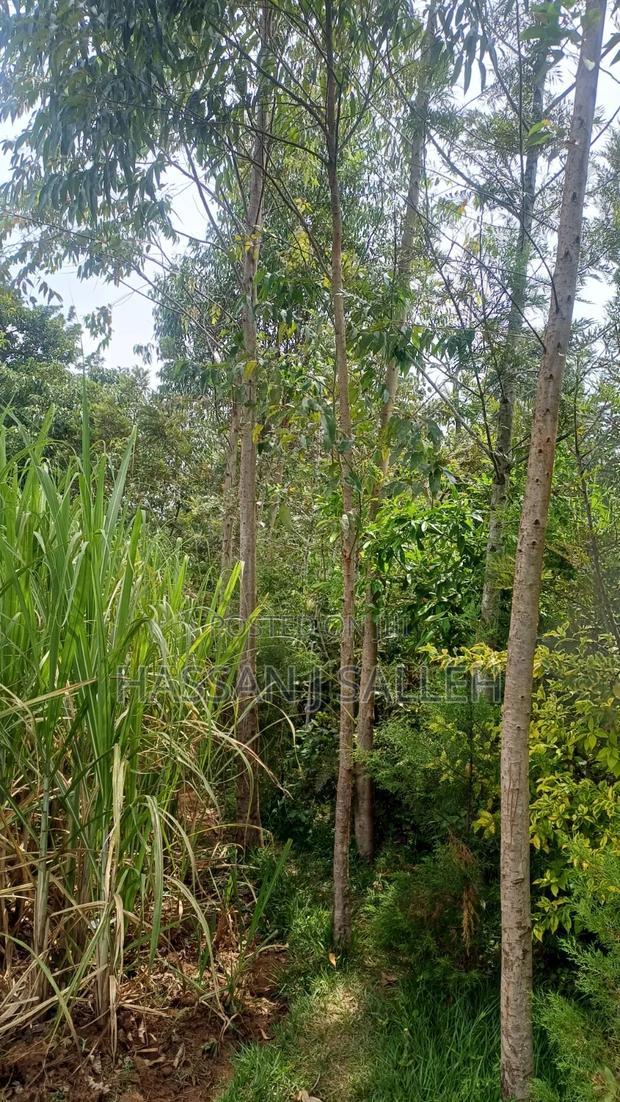 1/2a Makunga - thumbnail 2