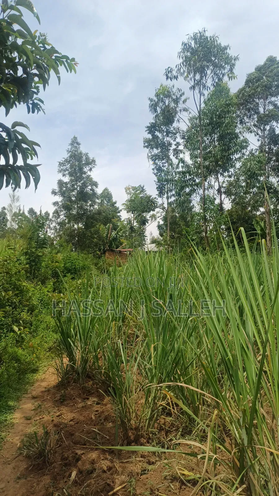1/2a Makunga