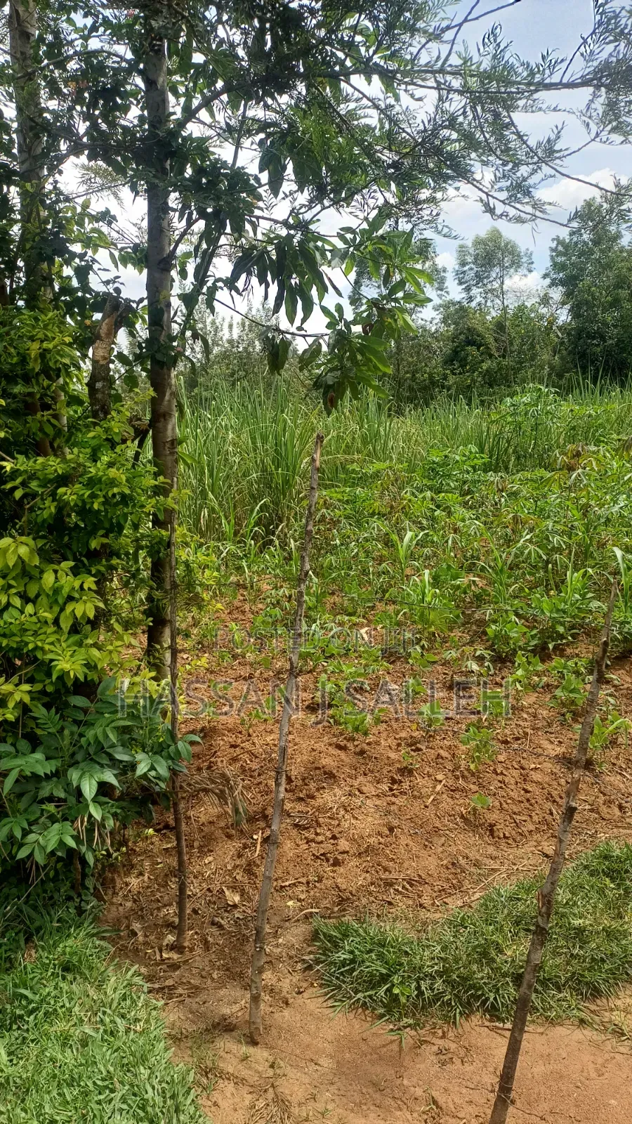 1/2a Makunga