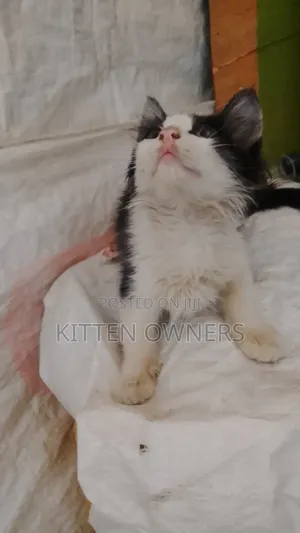 1-3 months Male Purebred American Shorthair