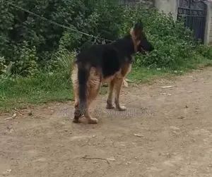 6-12 months Male Purebred German Shepherd