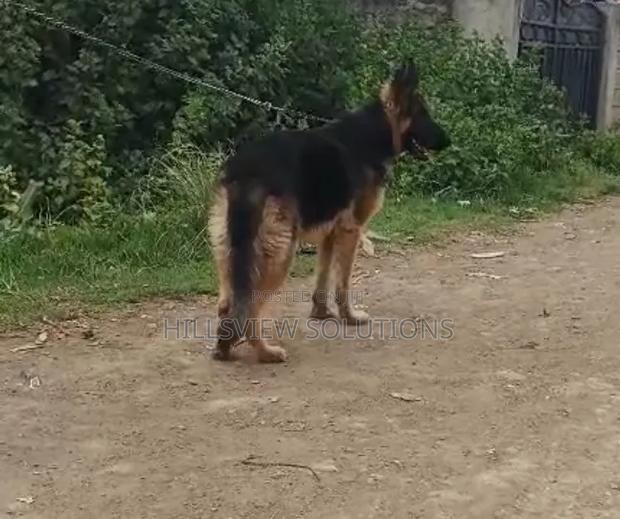 6-12 months Male Purebred German Shepherd