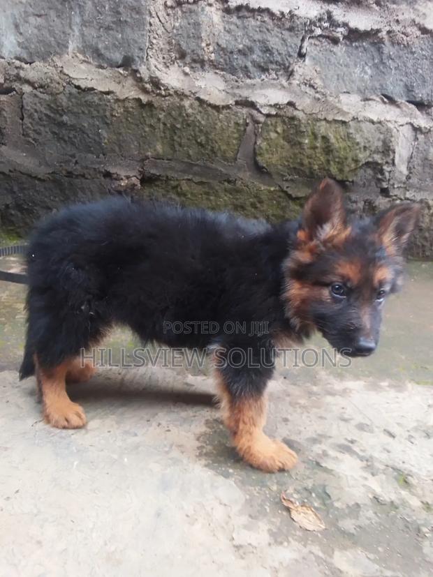 1-3 months Male Purebred German Shepherd