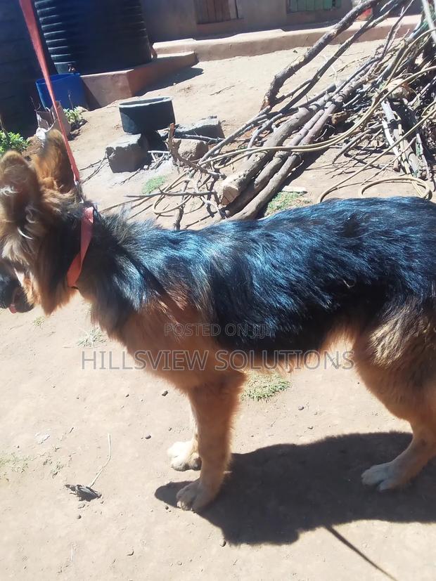 6-12 months Male Purebred German Shepherd