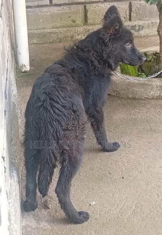 3-6 months Female Purebred German Shepherd