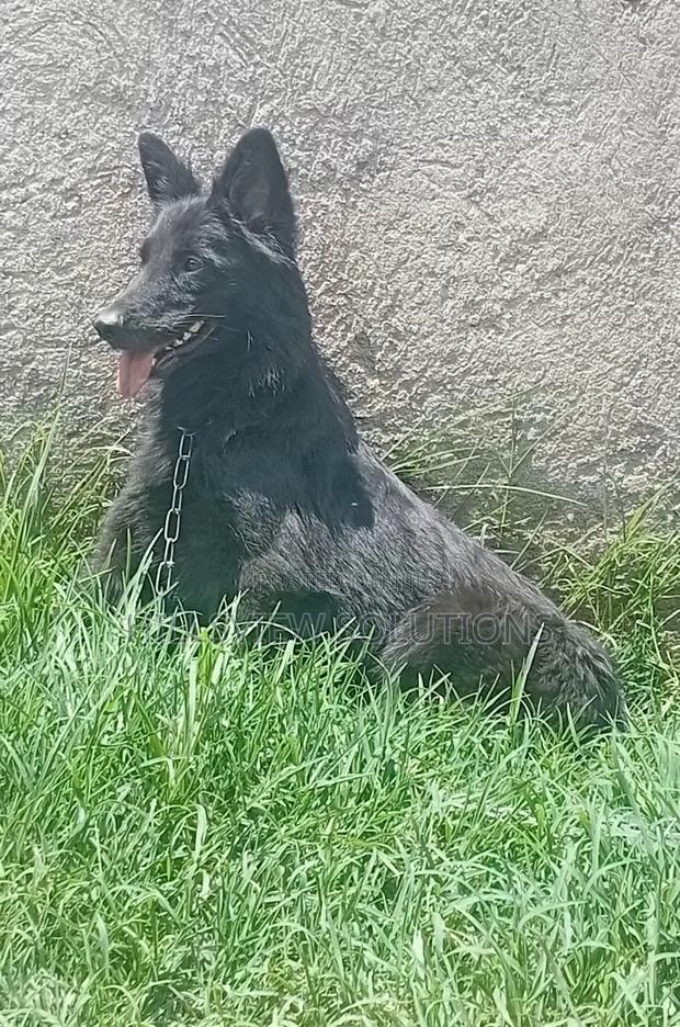 1+ year Female Purebred German Shepherd