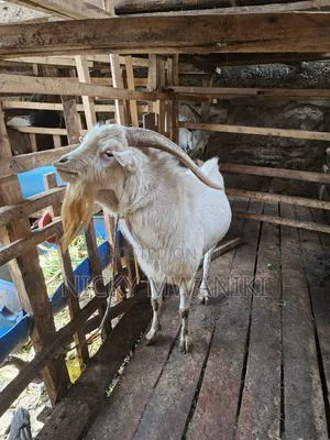 Dairy Goat (Bucks) on Sale