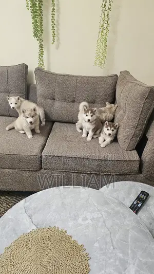 1-3 months Male Purebred Siberian Husky