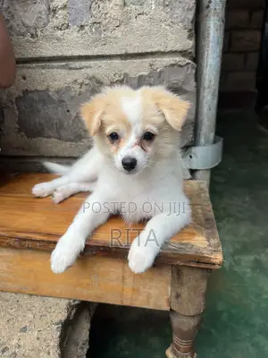 1-3 months Female Purebred Japanese Spitz
