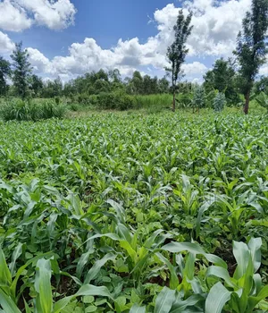Prime Land for Sale