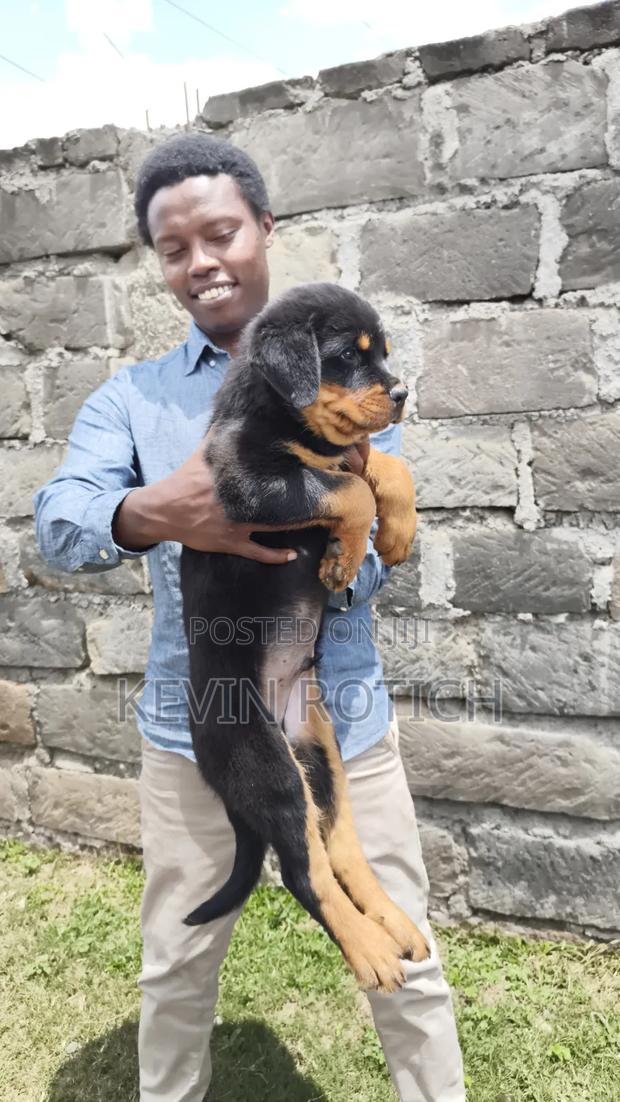 1-3 months Male Purebred Rottweiler