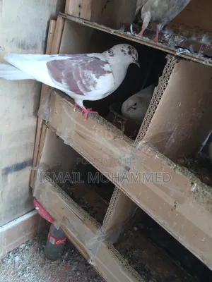 Healthy Pigeons