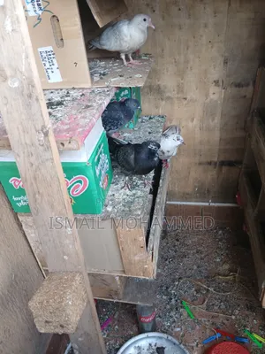 Healthy Pigeons