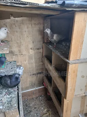 Healthy Pigeons