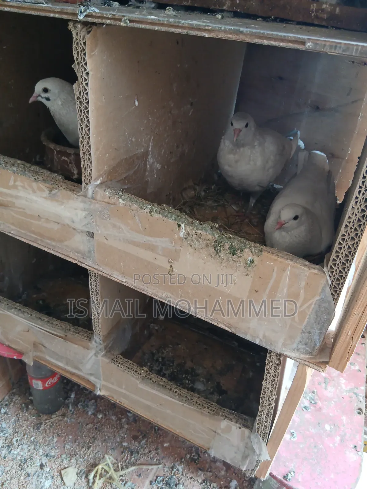 Healthy Pigeons