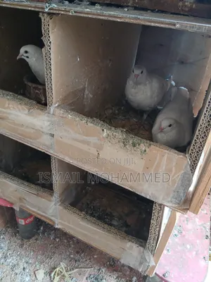 Healthy Pigeons