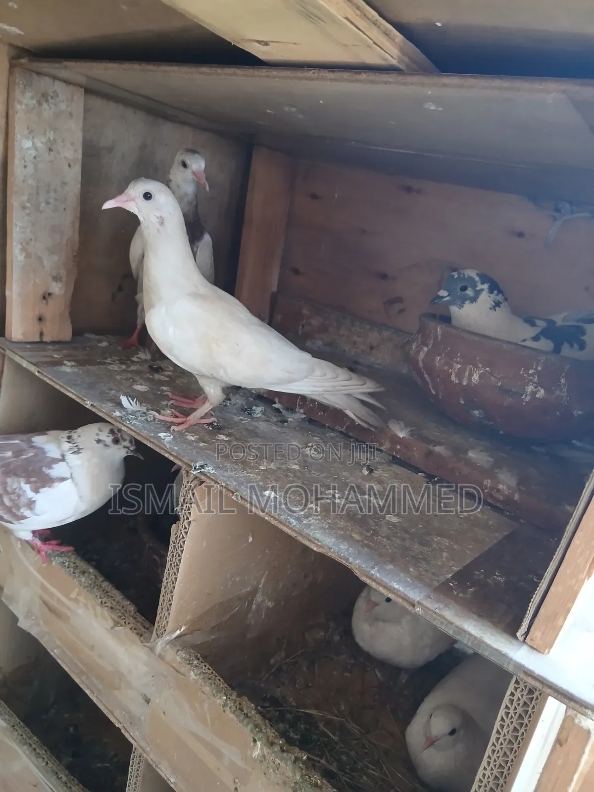 Healthy Pigeons