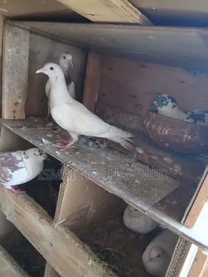 Healthy Pigeons