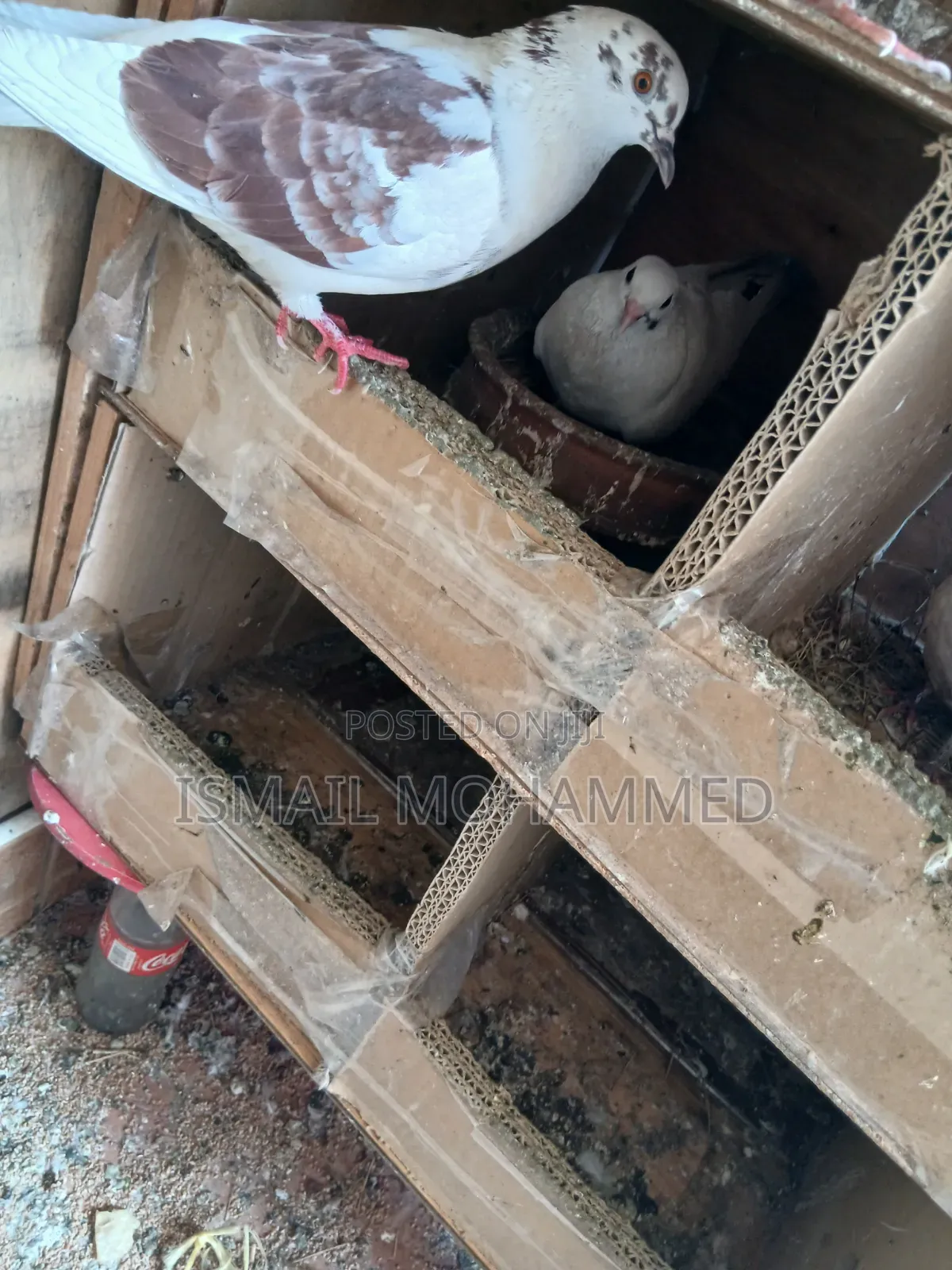 Healthy Pigeons