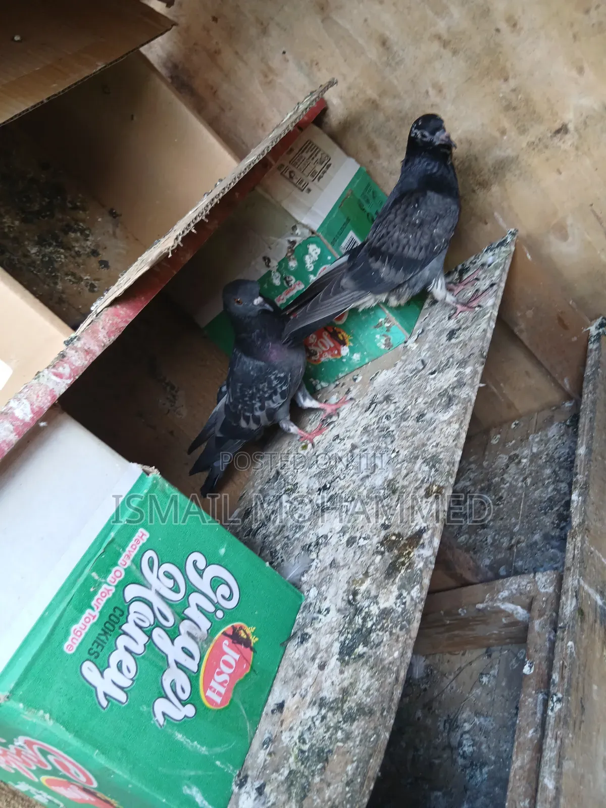 Healthy Pigeons