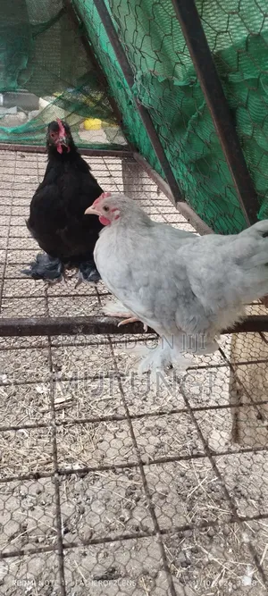 Pekin Bantams