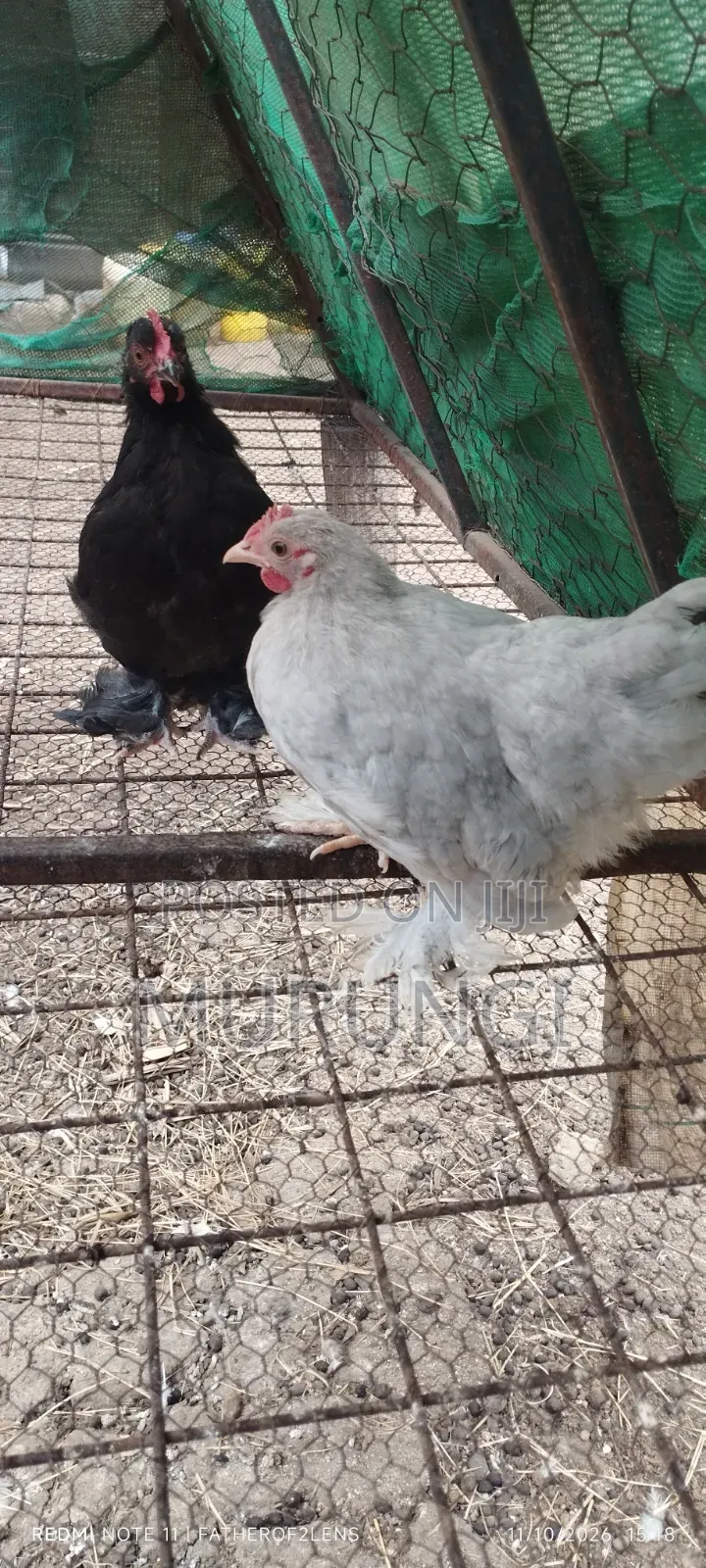 Pekin Bantams