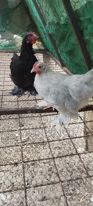 Pekin Bantams
