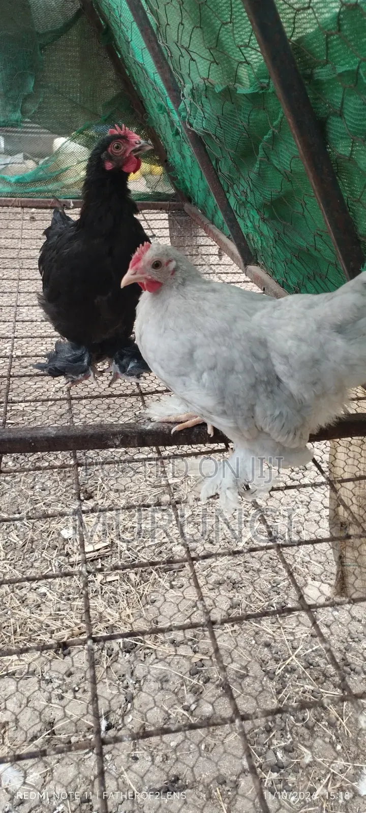 Pekin Bantams