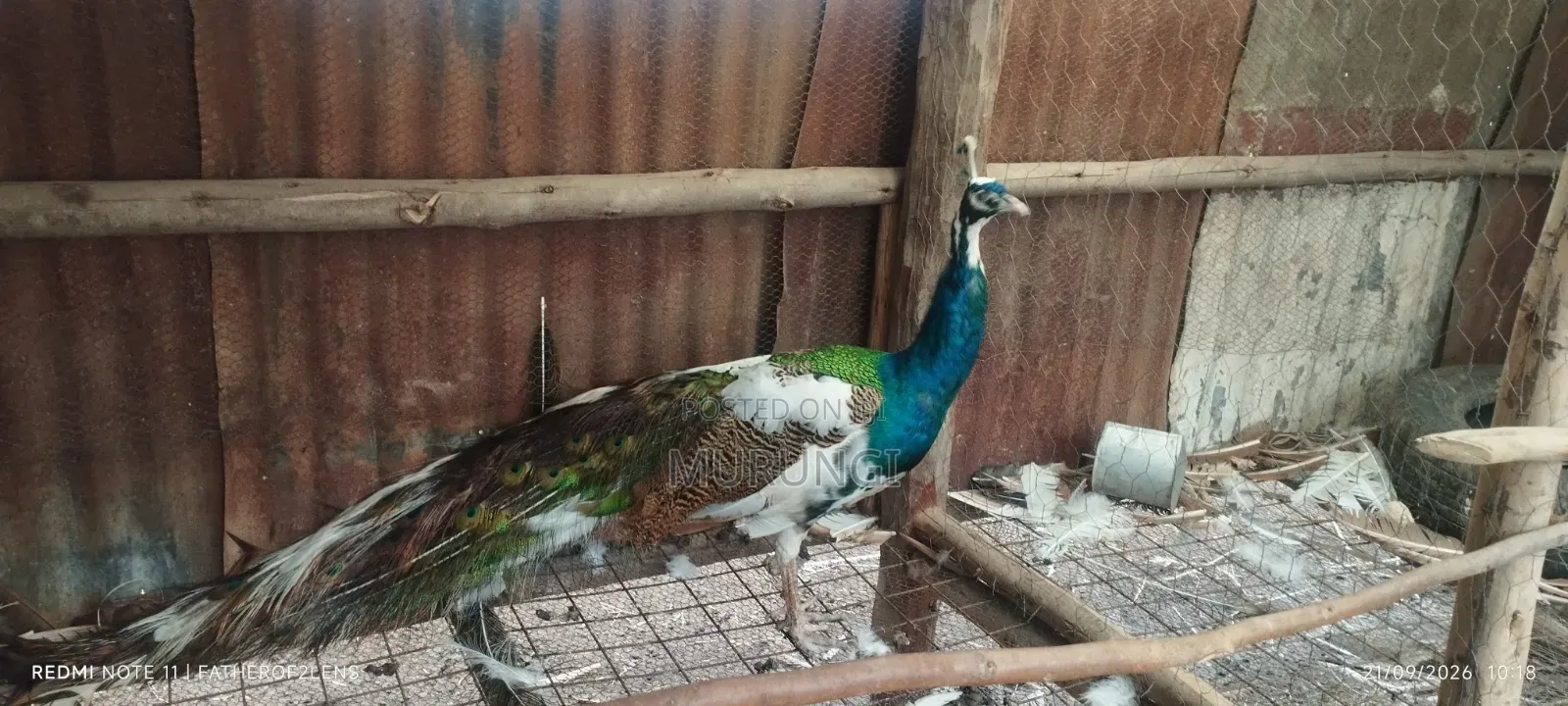 Peacock Male