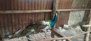 Peacock Male