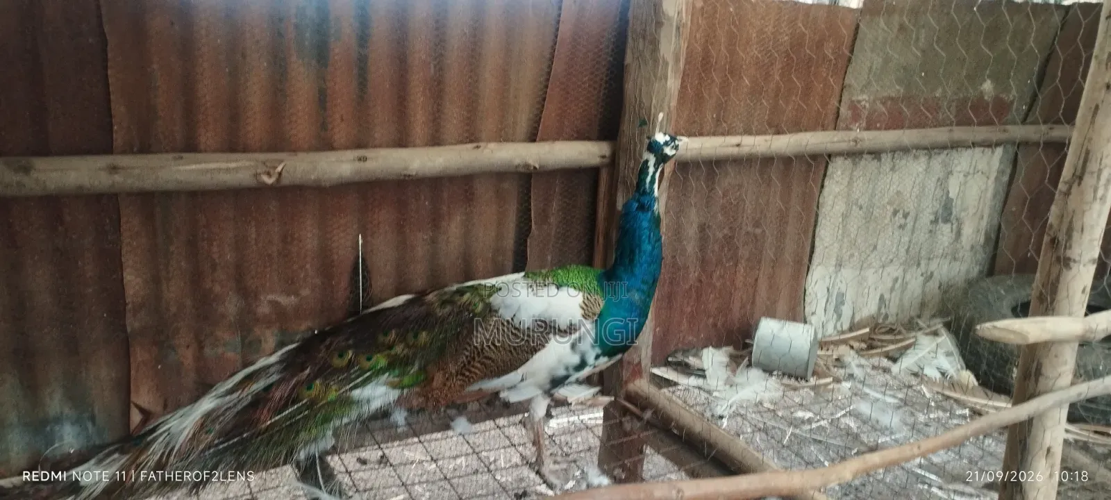 Peacock Male