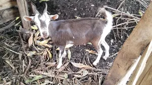 Toggen Kids 4-5 Months Reserve Champion at Only 15k Each