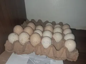 Turkeys, Poults, Eggs.