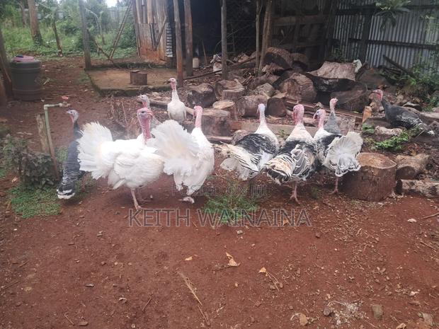 Turkeys, Poults, Eggs. - thumbnail 3