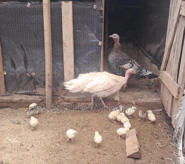 Turkeys, Poults, Eggs. - thumbnail 4