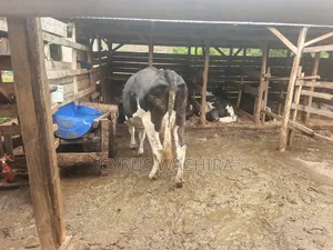Dairy Cow on Sale