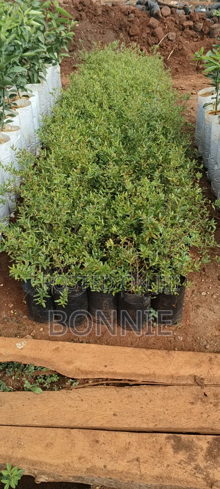 Pomegranate Seedlings for Sale Quality Fruit Seedlings