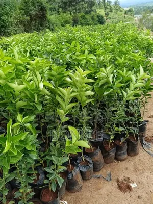 Pixie Oranges Seedlings for Sale