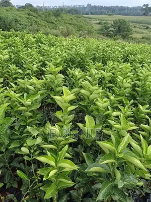 Pixie Oranges Seedlings for Sale